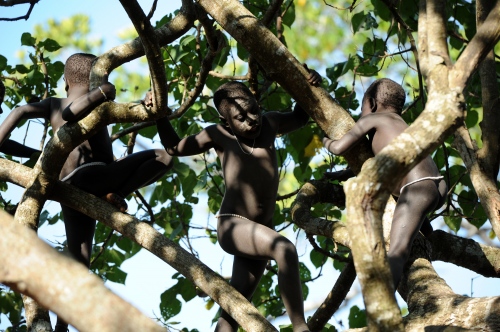 ART PRINTS SHOP - India. Andaman Islands. The Jarawa Chronicles. Children playing up in a tree.