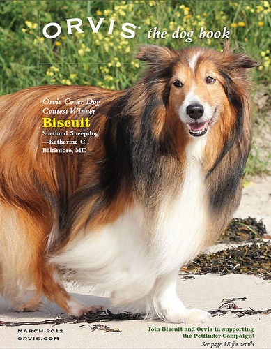 Press - Biscuit, Orvis Cover Dog Winner, 2012