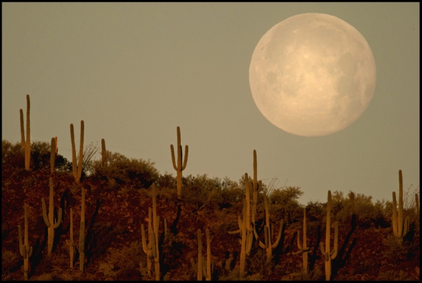 For Sale - Moonset over Saguaros, Sonoran Desert, Tucson, Arizona, USA.