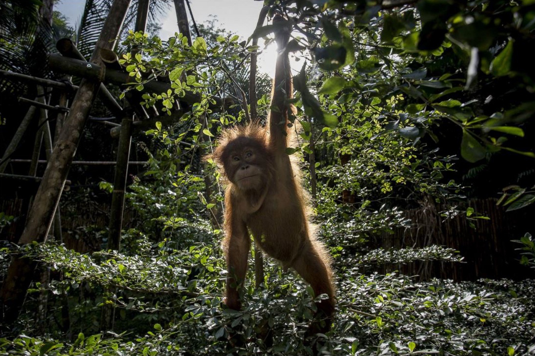 Online - Saving Endangered Sumatran Orangutans