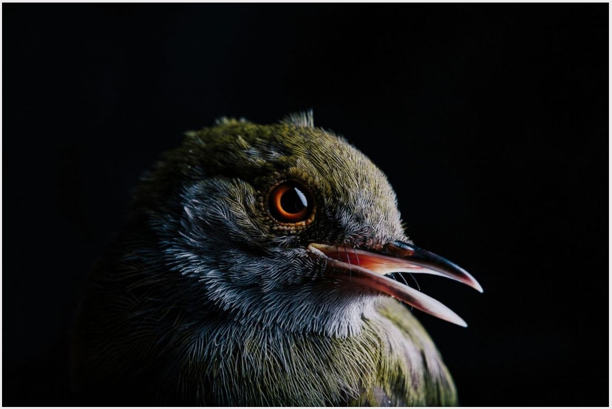 Online - Birds of Bioko Island - ABC News