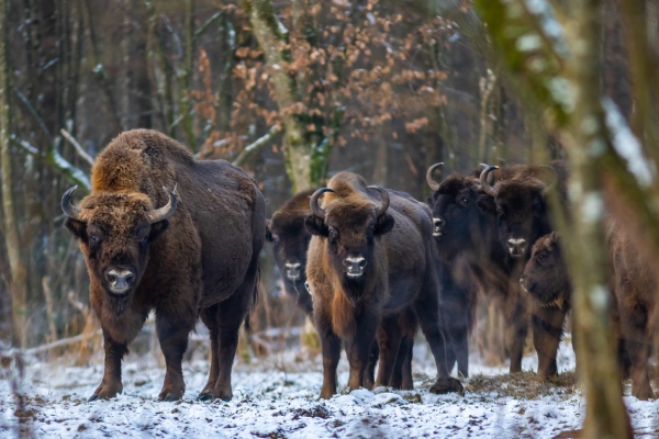   Photo (E.K): Bisons in the Bialowieza Forest, February...
