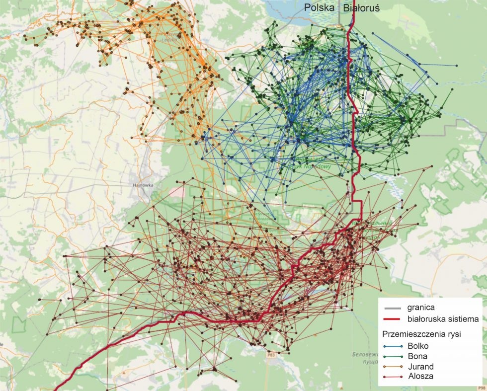  Image above: Migration of lynxes, source: Institute of...