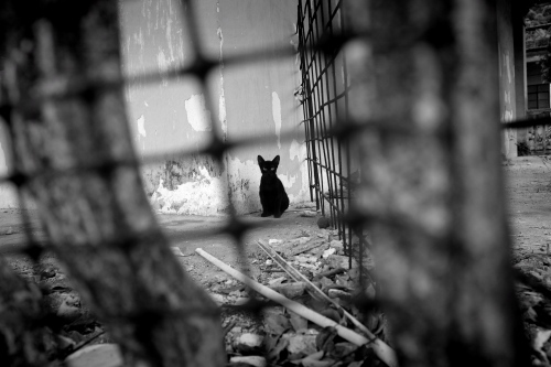 Prints - Black Cat, Macao (2014)