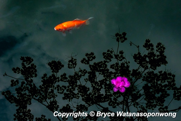 Fine Art Prints Gallery and Shop OLD - Koi and Cherry Blossom
