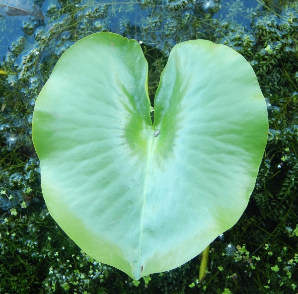   Growing Green Hearts - An eBook     The  &#39;Growing...