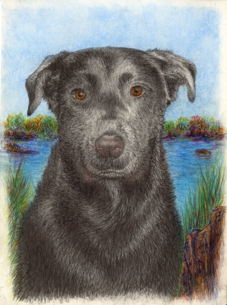 Custom Pet Portraits - Custom Dog Pet Portrait
