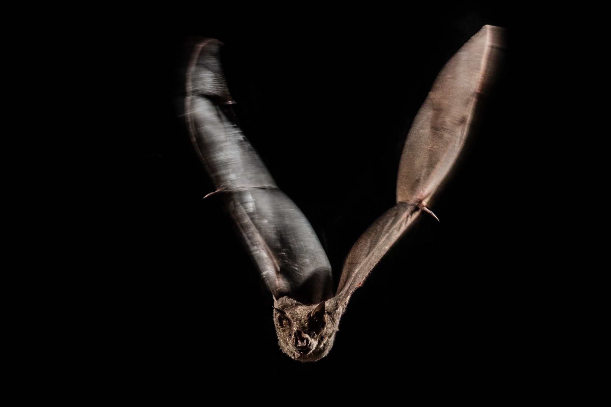 ARMANDO VEGA photographer and visual storyteller