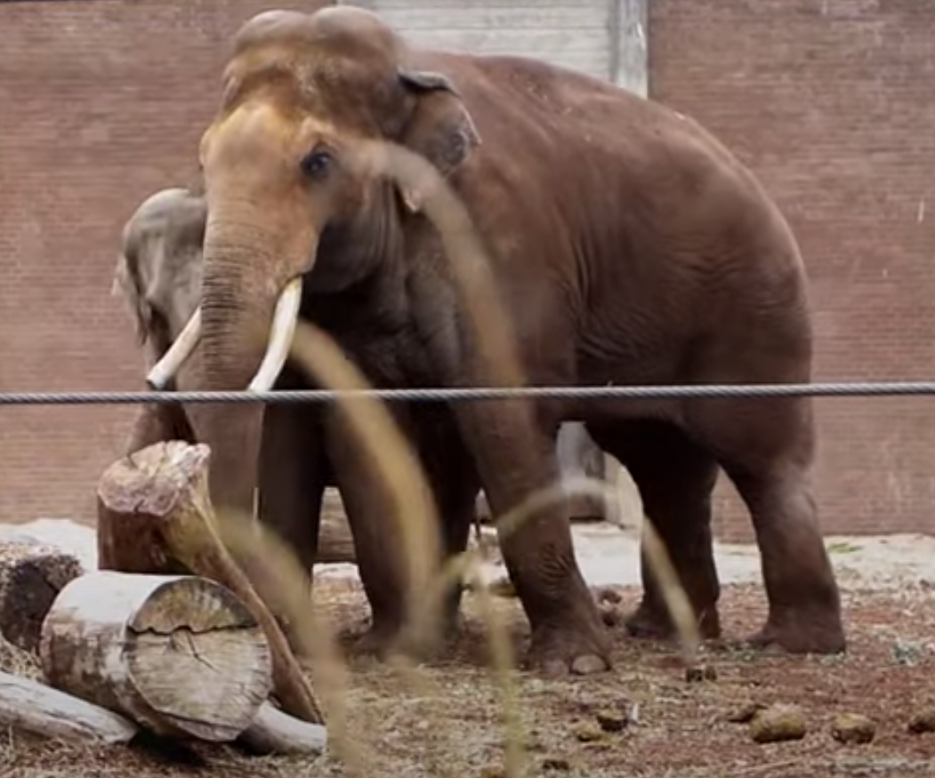 Het Parool/ARTIS - #3 Seksuele diversiteit in de natuur: De Aziatische olifanten in ARTIS