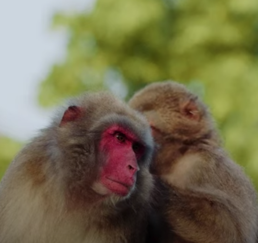 Het Parool/ARTIS - #1 Seksuele diversiteit in de natuur: De Japanse makaken in ARTIS