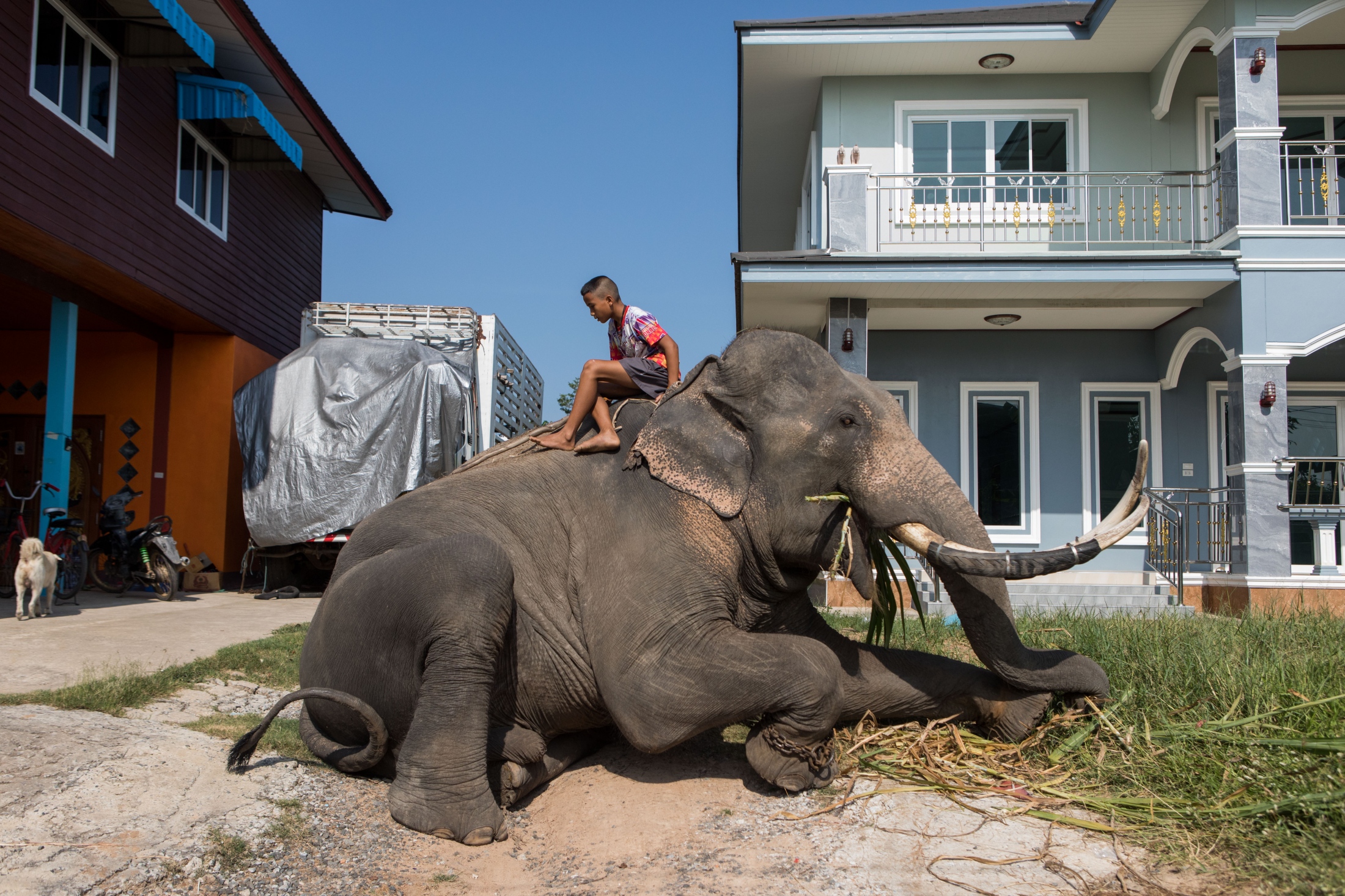 Recent - New Problems for Thailand's Elephants Amidst Global Pandemic [National Geographic]