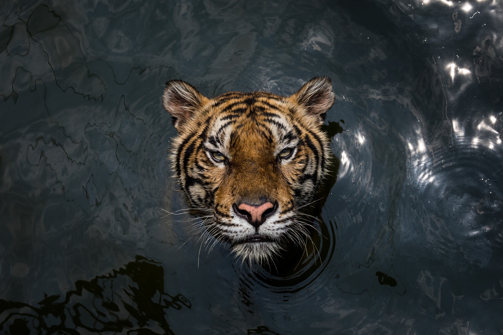 Recent - Tooth and Nail : Thailand's Tiger Crisis [The New York Times]