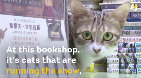  Hong Kong bookstore cares for your reads... and feline...