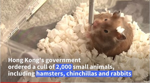 Hamster owner &quot;heartbroken&quot; after Hong Kong...