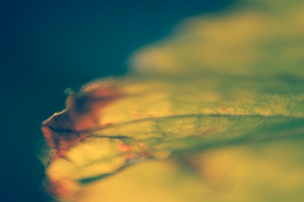 Fine Art Print Sale - Nature Abstract (Berlin): Blue Yellow Leaf