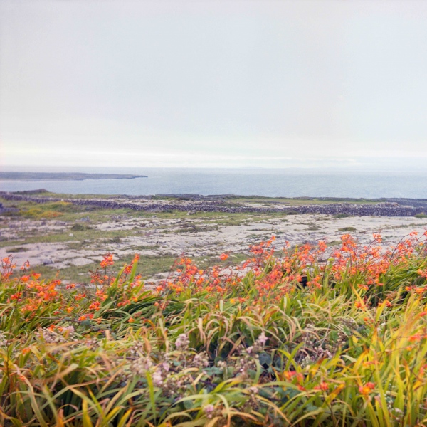 Fine Art Print Sale - I Remember Your Welcome: Wildflowers in Inis Mór, Ireland
