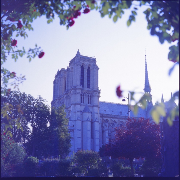 Fine Art Print Sale - Paris en Bleu: Notre Dame in the Rose Garden
