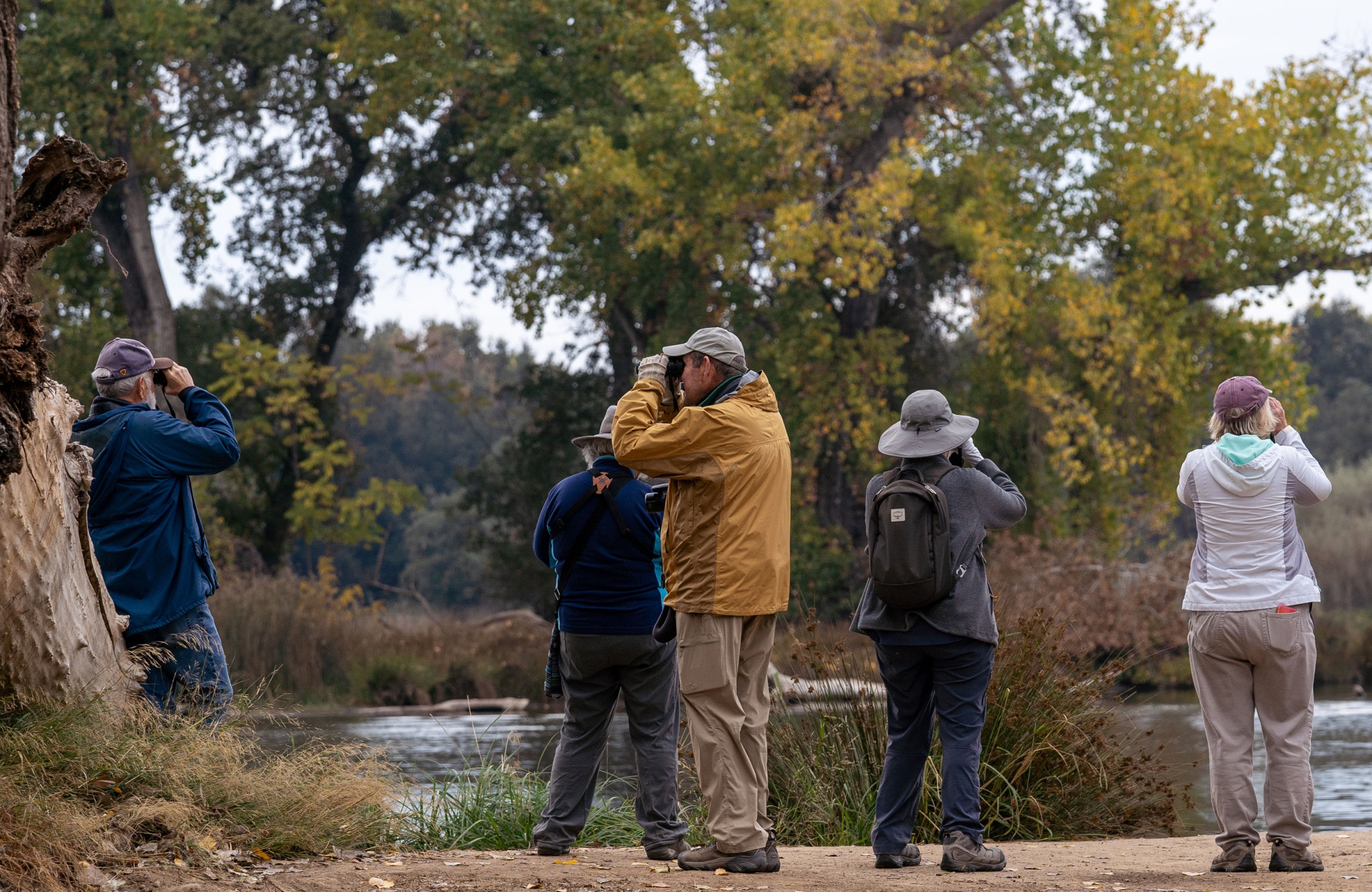 Stories - Birders