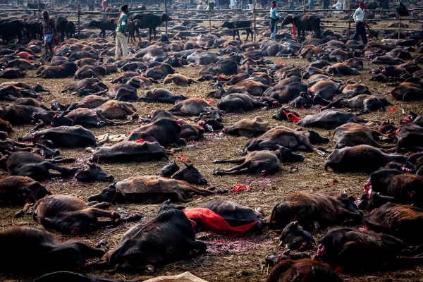 Reportajes - Baño de Sangre en Nombre de Gadhimai