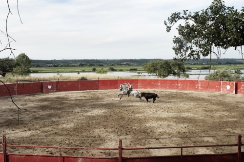 Main - Blood & Sand - Portuguese Bullfight