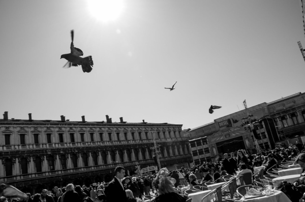 Prints - Venice Pigeons