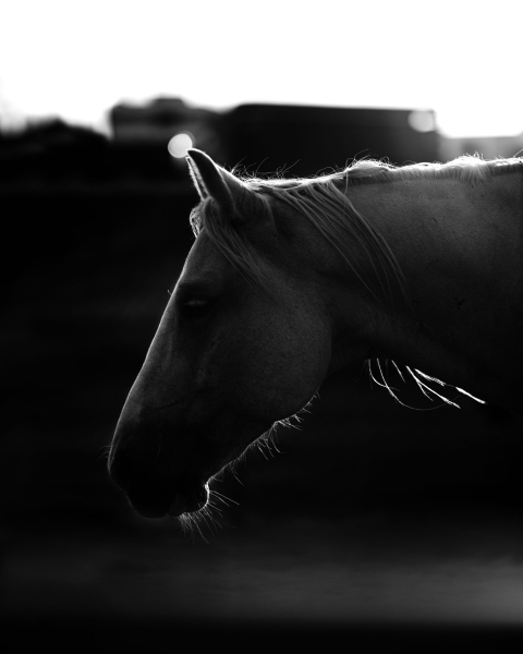 Prints - White Rodeo Horse