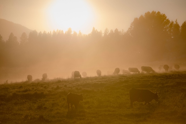 Prints - Ranch Morning