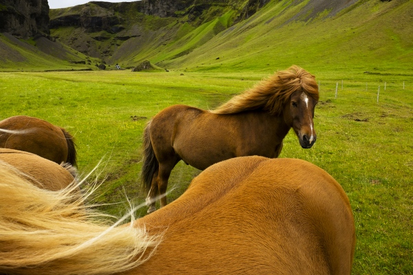 Prints for Sale & HomeLand Zines - Icelandic Horse