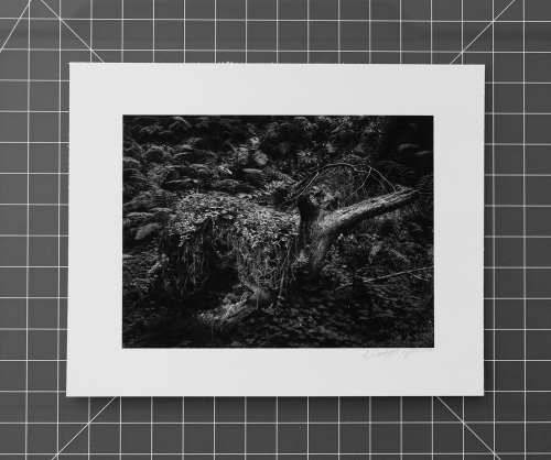 MONOCHROME PRINTS - Forest Being 2, Capitola CA, 2016