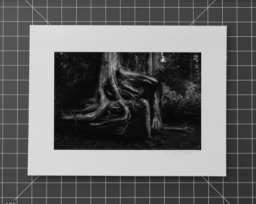 MONOCHROME PRINTS - Forest Being 1, Humboldt CA, 2016