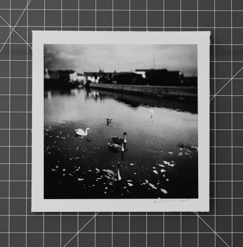 MONOCHROME PRINTS - Swans and Geese, Bude Canal. Cornwall England, 2016