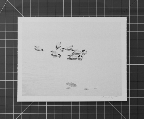 MONOCHROME PRINTS - Geese in Bude River, Cornwall, England, 2016
