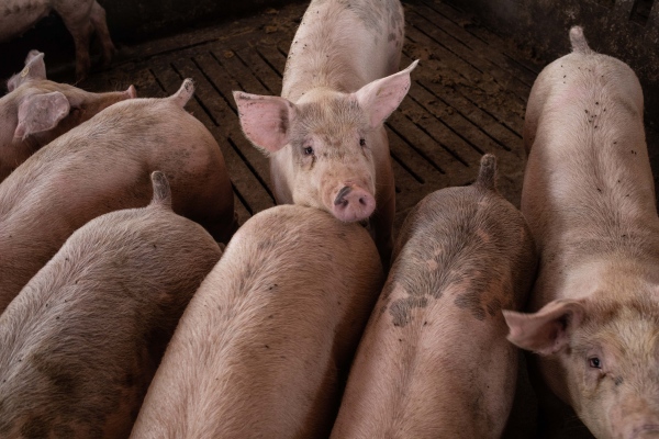 COMMISSIONS - porkfarms
