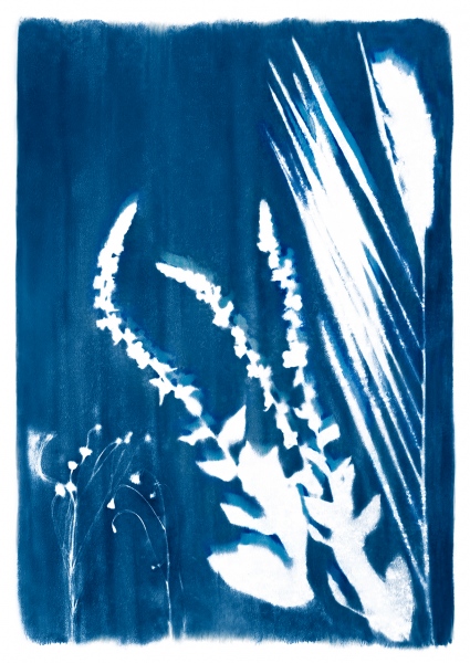 Holiday Print Sale - Cyanotype of Natives V